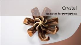  Presentation with hawaii - Beautiful PPT theme featuring autograph tree aka clusia major backdrop and a light gray colored foreground