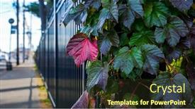 Presentation with colored - PPT theme having automn-colored-leaves-on-fence background and a tawny brown colored foreground