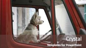  Presentation with wheel - Slides having automobile trucks - white terrier at the wheel background and a tawny brown colored foreground