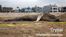  Presentation with whale - Slides with autopsy - dead humpback whale megaptera novaeangliae background and a coral colored foreground
