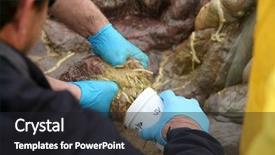  Presentation with autopsy - Audience pleasing slides consisting of autopsy - dead humpback whale megaptera novaeangliae backdrop and a dark gray colored foreground