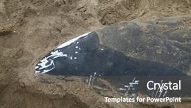  Presentation with whale - Slides enhanced with autopsy - dead humpback whale megaptera novaeangliae background and a tawny brown colored foreground
