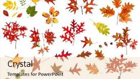  Presentation with isolated fall oak leaf - Presentation enhanced with autum - many leaves branchs and seeds background and a lemonade colored foreground