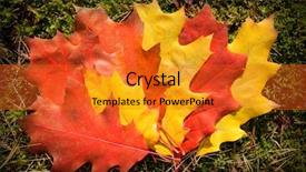  Presentation with fall leaves border - Beautiful presentation featuring autum colorfull leaves - fall background backdrop and a  colored foreground