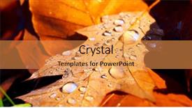  Presentation with water leaf - Presentation theme featuring autum leaf with water drops background and a gold colored foreground