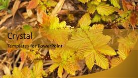  Presentation with colored shining - Slide set with autum leaves - colored grass background background and a gold colored foreground