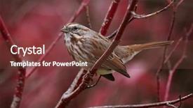  Presentation with sparrow - Beautiful PPT layouts featuring autum leaves - cute little sparrow or house backdrop and a tawny brown colored foreground