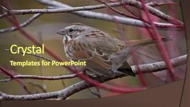  Presentation with sparrow - Beautiful PPT layouts featuring autum leaves - cute little sparrow or house backdrop and a tawny brown colored foreground