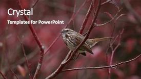  Presentation with sparrow - Slide set featuring autum leaves - cute little sparrow or house background and a tawny brown colored foreground