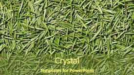  Presentation with needle - Cool new slide deck with autum leaves - fir-needle texture 2 backdrop and a tawny brown colored foreground