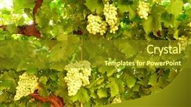  Presentation with sunshine - Colorful PPT theme enhanced with autum leaves - green grapes lightened by backlight backdrop and a tawny brown colored foreground