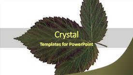  Presentation with earth science green and white - Beautiful presentation theme featuring autum leaves - green leaf over white background backdrop and a tawny brown colored foreground