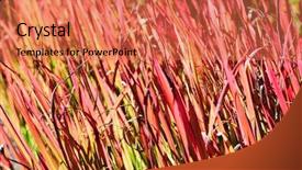  Presentation with blade - Cool new presentation theme with autum leaves - red grass blade background close-up backdrop and a coral colored foreground