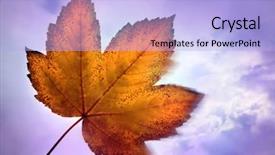  Presentation with leaves - Presentation design having autum leaves against sky background and a  colored foreground