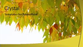  Presentation with fall abstract - Presentation having autum tree with colorful leaves background and a gold colored foreground
