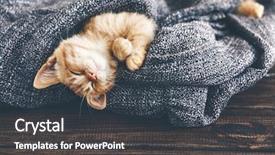  Presentation with kitten - Colorful PPT layouts enhanced with autumn - cute little ginger kitten is backdrop and a dark gray colored foreground