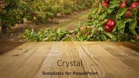  Presentation with autumn wood - Presentation theme featuring autumn-apple-orchard-background-wood background and a coral colored foreground