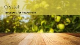  Presentation with orchard - PPT theme with autumn apple orchard background background and a yellow colored foreground