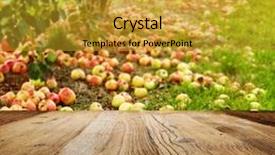  Presentation with orchard - Theme enhanced with autumn apple orchard background background and a gold colored foreground