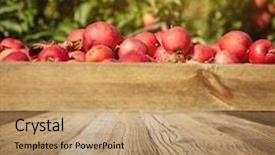  Presentation with orchard - PPT layouts having autumn apple orchard background background and a coral colored foreground