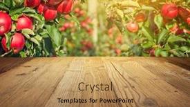  Presentation with orchard - Slide set consisting of autumn-apple-orchard-wooden-table background and a coral colored foreground