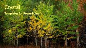  Presentation with fall colors - Cool new PPT layouts with autumn aspen trees fall colors backdrop and a tawny brown colored foreground