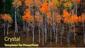  Presentation with fall colors - PPT layouts enhanced with autumn-aspen-trees-fall-colors background and a tawny brown colored foreground