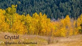  Presentation with tree sky trees green - Beautiful slides featuring autumn aspen trees in colorado backdrop and a  colored foreground