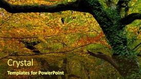  Presentation with forest - PPT layouts consisting of autumn-at-the-forest-portuguese background and a tawny brown colored foreground