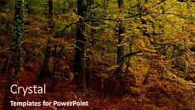  Presentation with forest - Colorful PPT theme enhanced with autumn-at-the-forest-portuguese backdrop and a wine colored foreground