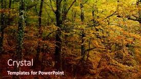  Presentation with forest - Presentation enhanced with autumn-at-the-forest-portuguese background and a wine colored foreground