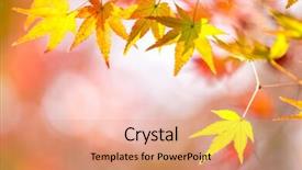  Presentation with leave - Beautiful slides featuring autumn background red leave with free copyspace backdrop and a coral colored foreground