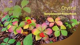  Presentation with plants - PPT theme featuring autumn-background-wild-plants background and a tawny brown colored foreground