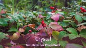  Presentation with plants - Presentation design having autumn-background-wild-plants background and a tawny brown colored foreground