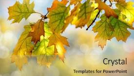  Presentation with autumn leaves falling - Slides enhanced with autumn background with falling leaves background and a yellow colored foreground
