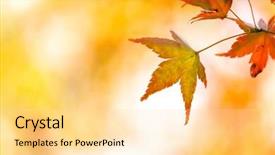  Presentation with free - Theme consisting of autumn background with free copyspace background and a blonde colored foreground
