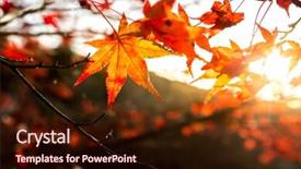  Presentation with free - Beautiful PPT theme featuring autumn background with free copyspace backdrop and a wine colored foreground