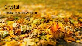  Presentation with fall foliage - Presentation theme enhanced with autumn background - yellow and red fallen tree leaves foliage cover on the ground in fall background and a gold colored foreground