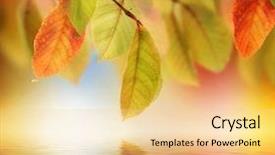  Presentation with border - Beautiful slides featuring autumn background backdrop and a lemonade colored foreground