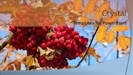  Presentation with autumn blue - Cool new PPT theme with autumn berries on a background of blue sky backdrop and a gold colored foreground
