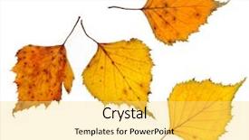  Presentation with autumn leaves - Colorful theme enhanced with autumn birch leaves isolated ont backdrop and a yellow colored foreground