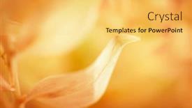  Presentation with blurred plants - Beautiful PPT layouts featuring autumn-blurred-nature-background-silhouettes backdrop and a yellow colored foreground