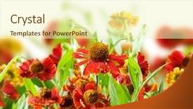  Presentation with summer flowers - Slide set enhanced with autumn border - summer flowers abstract background background and a soft green colored foreground