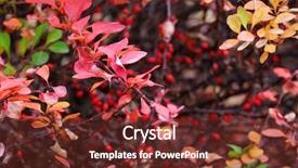  Presentation with barberry - Amazing presentation theme having autumn branches of barberry closeup backdrop and a tawny brown colored foreground
