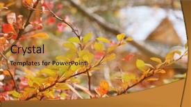  Presentation with barberry - Presentation with autumn branches of barberry closeup background and a gold colored foreground