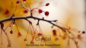  Presentation with rain - Theme enhanced with autumn-branches-under-rain background and a gold colored foreground