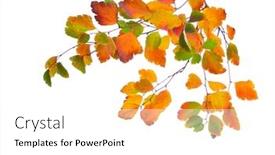  Presentation with autumn leaves - Presentation theme enhanced with autumn-branches-with-small-multi background and a white colored foreground