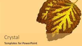  Presentation with spruce - Beautiful PPT theme featuring autumn brown leaves with creative yellow pattern spruce twigs inside on pastel beige background minimal concept backdrop and a light gray colored foreground