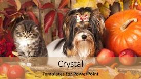  Presentation with cat - Audience pleasing PPT theme consisting of cat and dog backdrop and a coral colored foreground