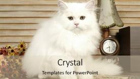  Presentation with persian - Cool new presentation theme with cute cat backdrop and a lemonade colored foreground